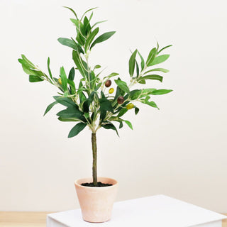 Potted Olive Tree - barndoorboutiquetn